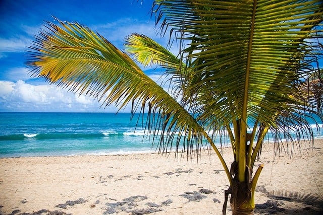tropical beach with palm tree and blue ocean water affordable family vacation destinations Middle Class Dad