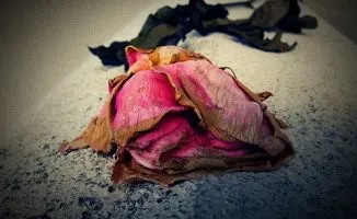 old dried rose rekindle your marriage rekindle love middle class dad