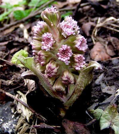 how to cure allergies naturally Middle Class Dad butterbur flower
