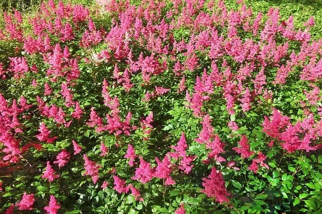 plant flower astilbe false goat's beard middle class dad