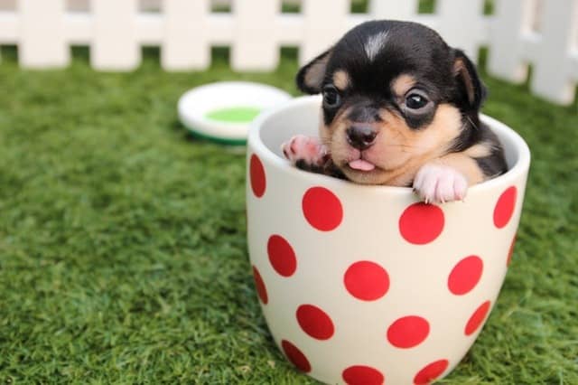 how to get rid of dog odor in carpet brown and black puppy sitting inside small red polka dot cup