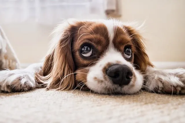 how to get rid of dog odor in carpet brown and white puppy laying on a beige carpet