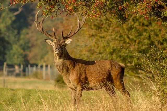 large male deer with antlers